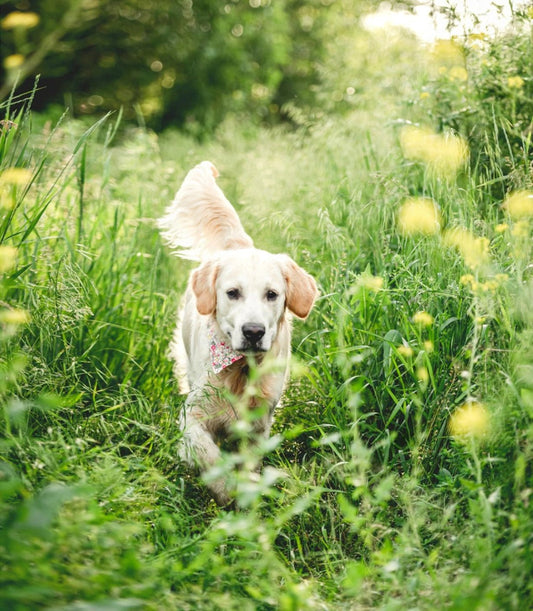 Så skyddar du din hund mot fästingar