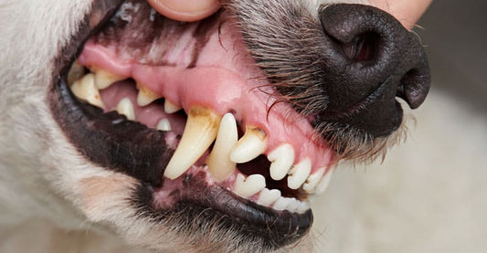 Varför du bör sköta om ditt husdjurs tänder