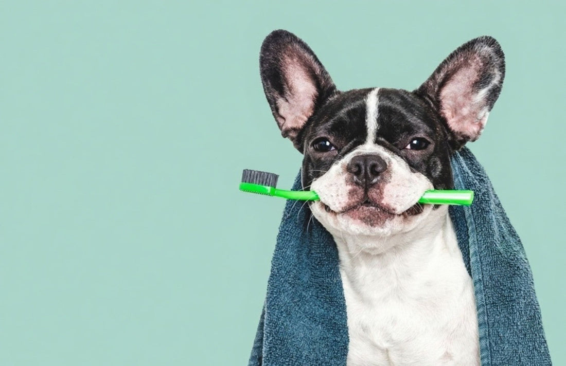 Skillnaden mellan plack och tandsten