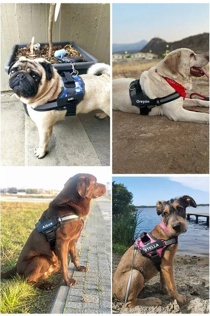 Personaliserat Hundsele - 7-15 / 14-20 / 20-35kg